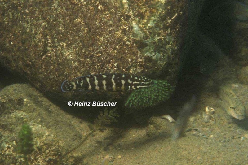 Julidochromis sp. 'kombe' Kombe